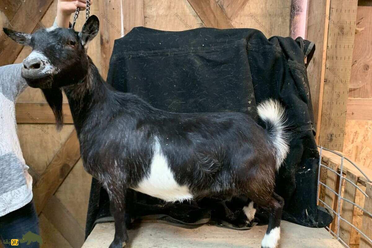 بز کوتوله نیجریهای؛ کوچکترین بز جهان که مانند سگ است و با کیفیتترین شیر دنیا را تولید میکند بز کوتوله نیجریهای با قلادهدر دست یک مرد