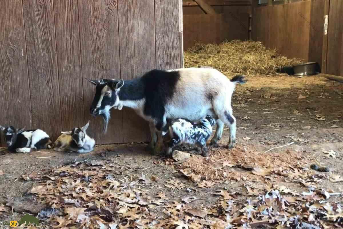 بز کوتوله نیجریهای؛ کوچکترین بز جهان که مانند سگ است و با کیفیتترین شیر دنیا را تولید میکند بز کوتوله نیجریهای همراه با بچه هایش