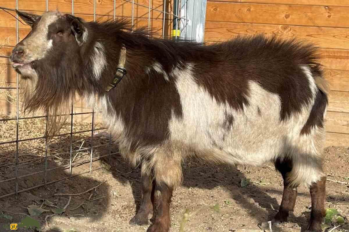 بز کوتوله نیجریهای؛ کوچکترین بز جهان که مانند سگ است و با کیفیتترین شیر دنیا را تولید میکند بز کوتوله نیجریهای نر سفید قهوهای