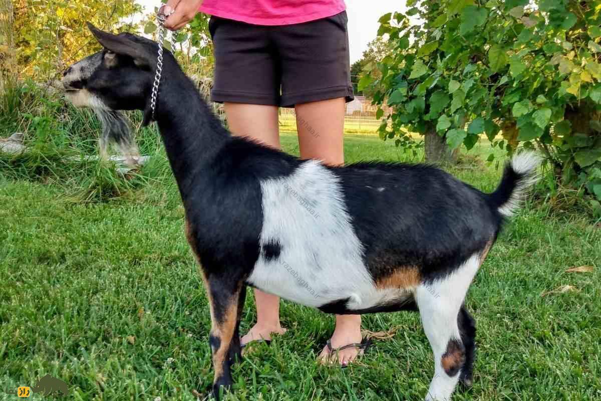 بز کوتوله نیجریهای؛ کوچکترین بز جهان که مانند سگ است و با کیفیتترین شیر دنیا را تولید میکند بز کوتوله نیجریهای؛ سیاه و سفید بر روی چمن سبز با قلاده در دست یک انسان