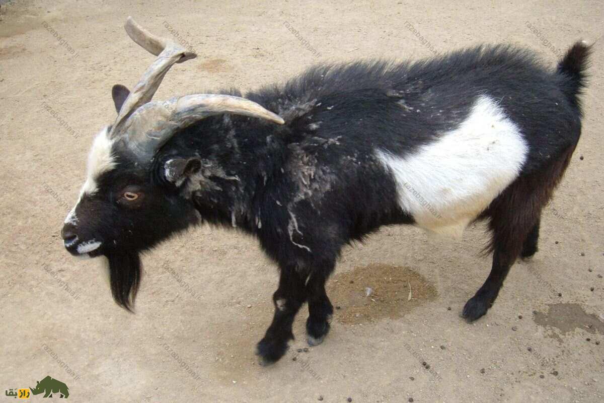 بز کوتوله نیجریهای؛ کوچکترین بز جهان که مانند سگ است و با کیفیتترین شیر دنیا را تولید میکند بز کوتوله نیجریهای سیاه سفید