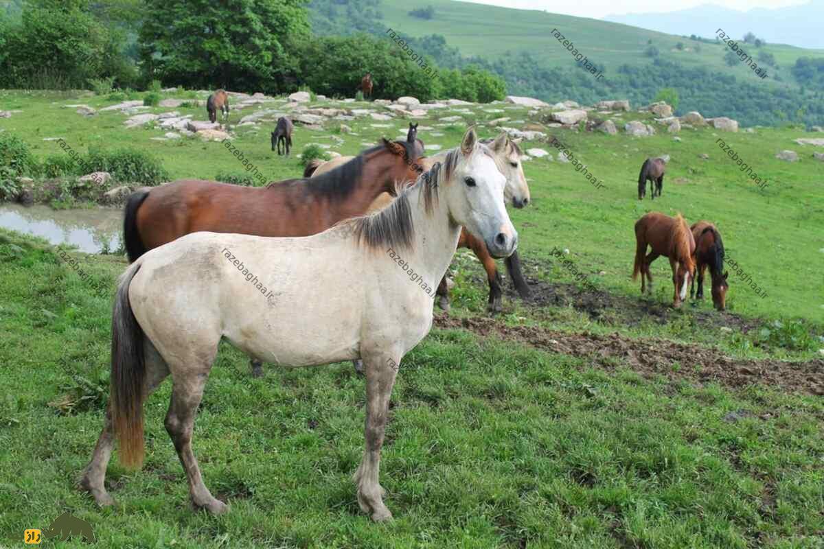 قیمت اسب نسایی هخامنشی چقدر است ارتباط آن با اسب کردی چیست؟ قیمت اسب نسایی هخامنشی چقدر است ارتباط آن با اسب کردی چیست؟