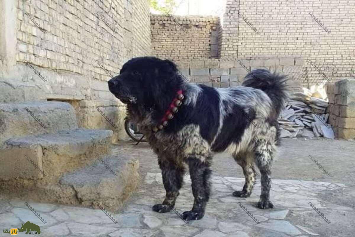 قیمت سگ لُری یا سگ قدرهیجانی چقدر است؟ سگ لُری یا سگ قدرهیجانی سیاه سفید