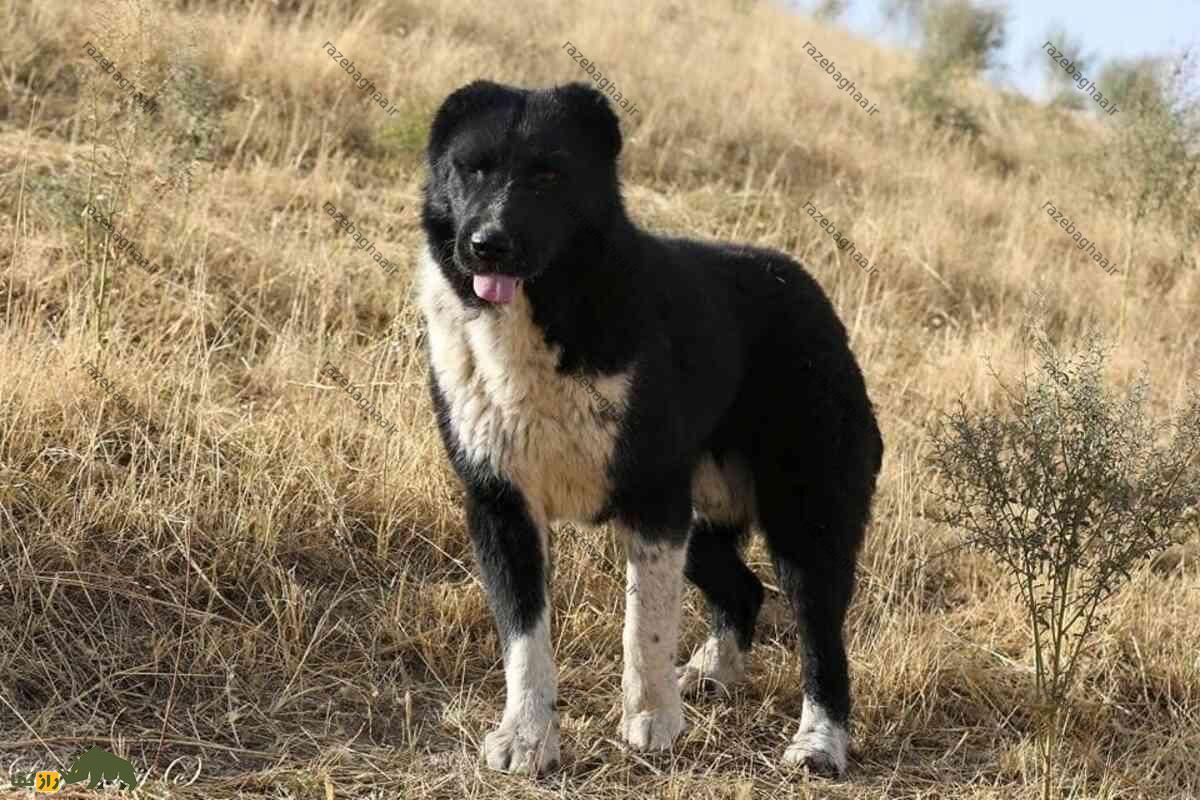 قیمت سگ لُری یا سگ قدرهیجانی چقدر است؟ سگ لُری یا سگ قدرهیجانی سیاه سفید در بیابان