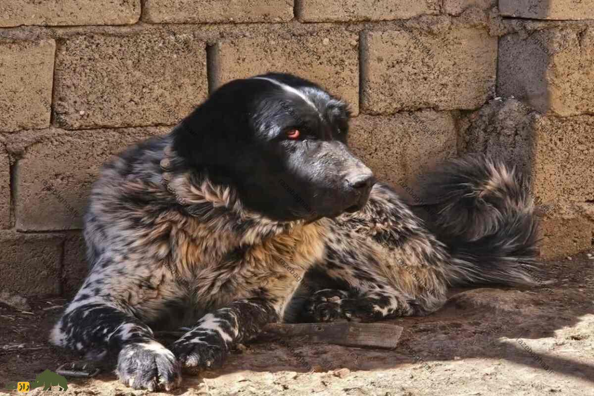 قیمت سگ لُری یا سگ قدرهیجانی چقدر است؟ سگ لُری یا سگ قدرهیجانی سیاه سفید نشسته