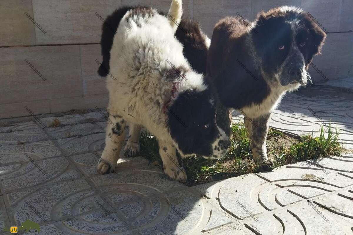 قیمت سگ لُری یا سگ قدرهیجانی چقدر است؟ دو توله سگ لُری یا سگ قدرهیجانی سیاه سفید