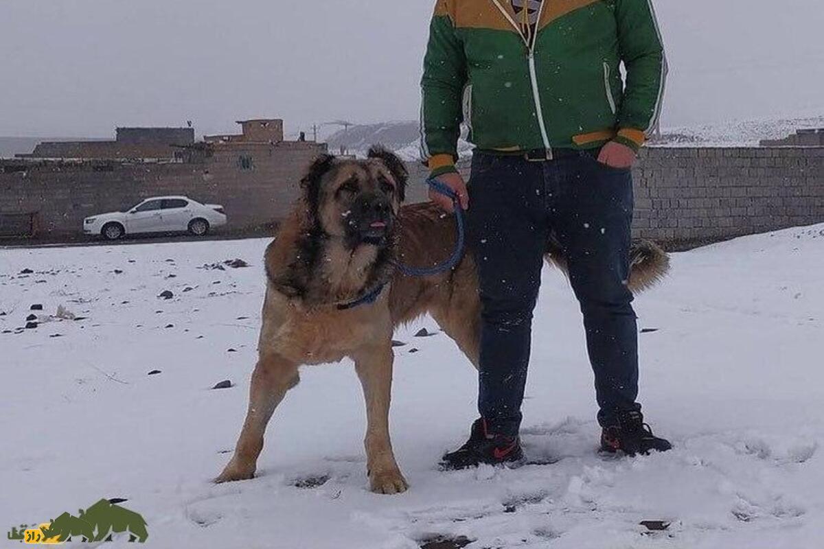 (ویدئو) صحنه دلخراش حمله سگ سرابی غولپیکر به بره بیدفاع و خوردن آن!