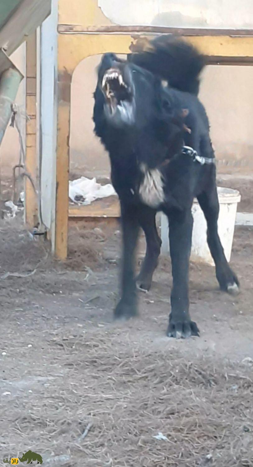 قیمت سگ لُری یا سگ قدرهیجانی چقدر است؟ قیمت سگ لُری یا سگ قدرهیجانی چقدر است؟