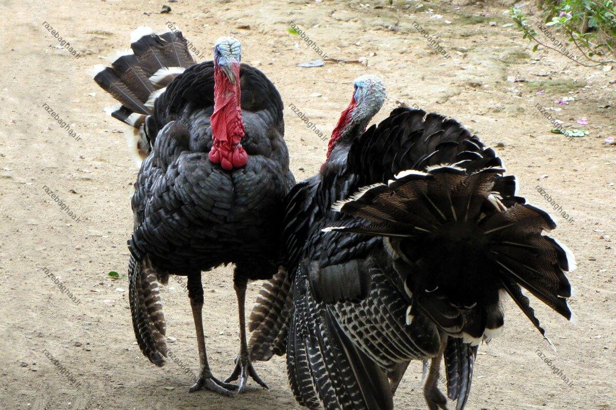 ۱۰ حقیقت شگفتانگیز درباره بوقلمونها که هیچکس نمیداند ۱۰ حقیقت شگفتانگیز درباره بوقلمونها که هیچکس نمیداند