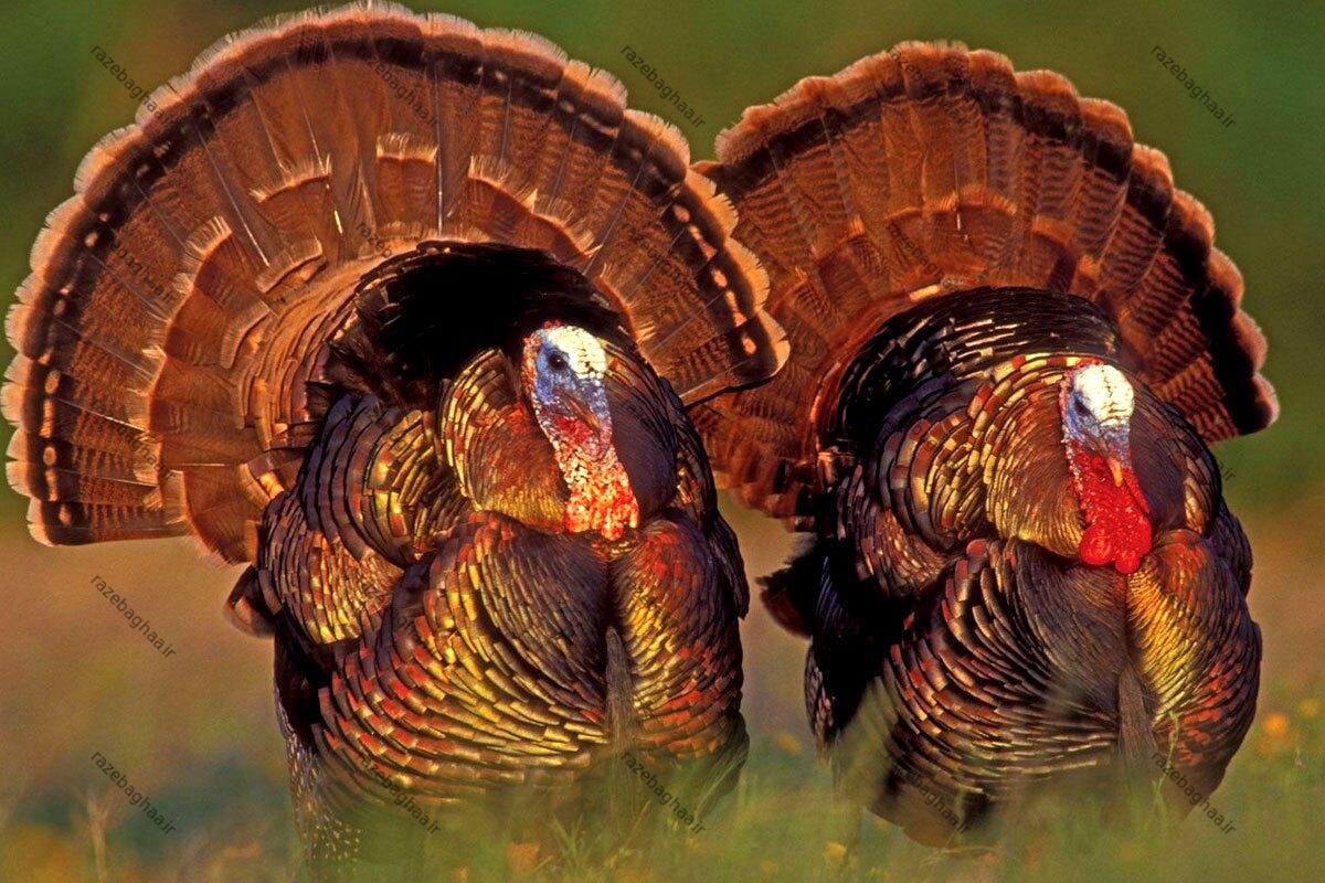 ۱۰ حقیقت شگفتانگیز درباره بوقلمونها که هیچکس نمیداند ۱۰ حقیقت شگفتانگیز درباره بوقلمونها که هیچکس نمیداند