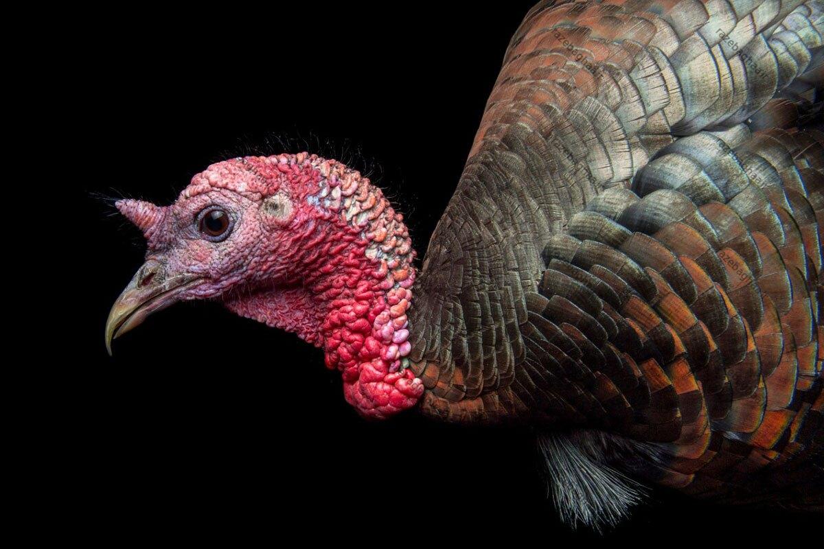 ۱۰ حقیقت شگفتانگیز درباره بوقلمونها که هیچکس نمیداند ۱۰ حقیقت شگفتانگیز درباره بوقلمونها که هیچکس نمیداند