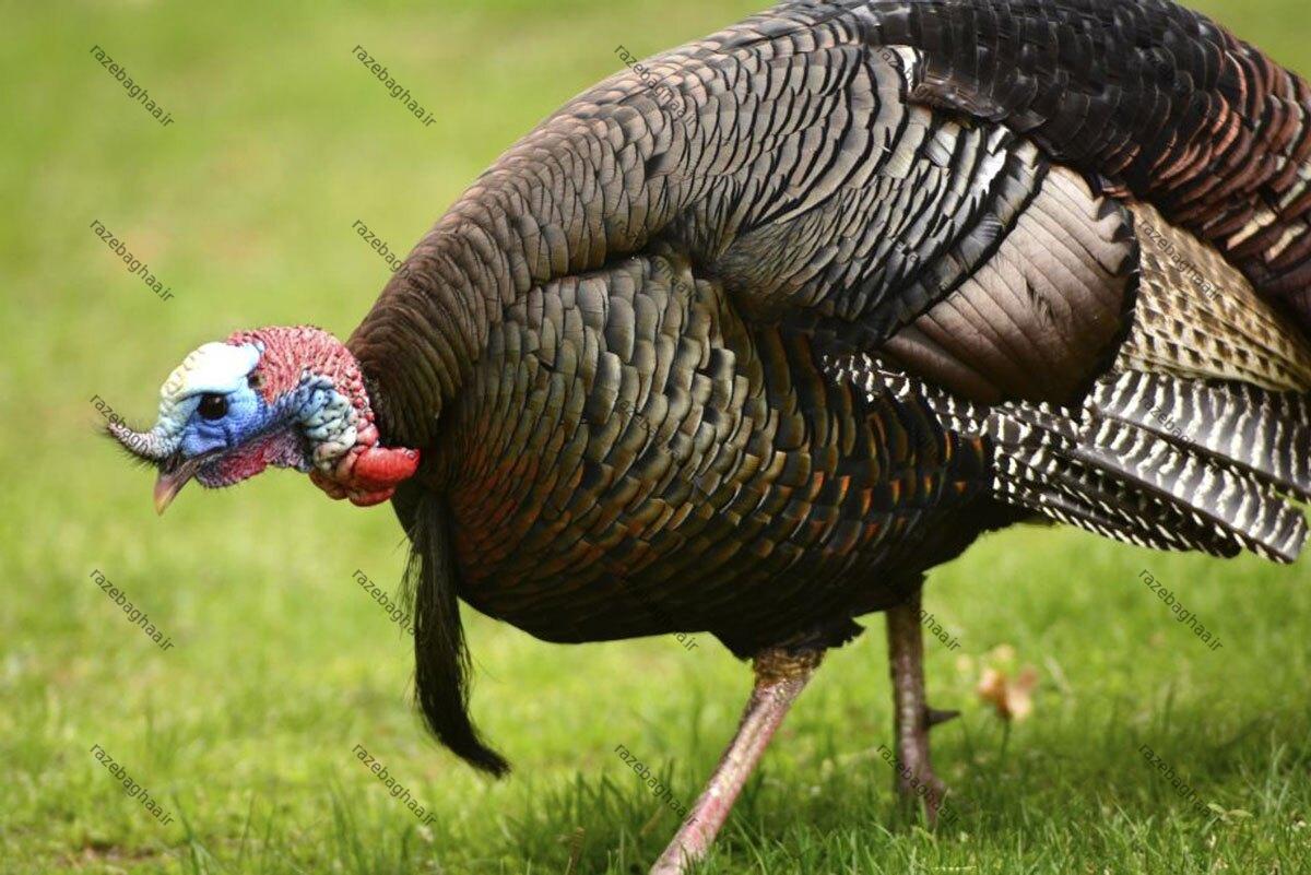 ۱۰ حقیقت شگفتانگیز درباره بوقلمونها که هیچکس نمیداند ۱۰ حقیقت شگفتانگیز درباره بوقلمونها که هیچکس نمیداند