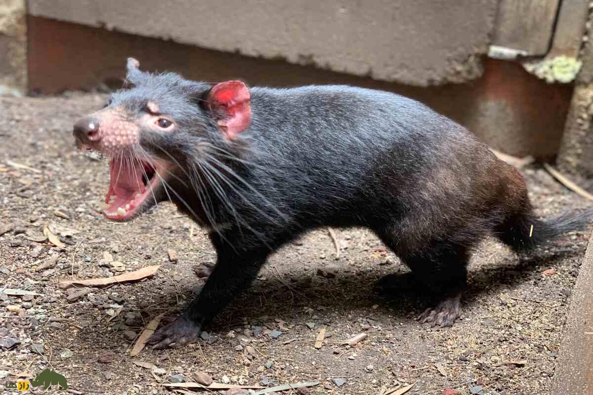 شیطان تاسمانی؛ بزرگ‌ترین کیسه‌دار گوشت‌خوار زنده که بلای جان دامداران است