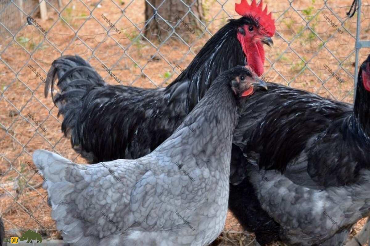 خروس جرسی جاینت؛ خروس غولپیکری که خوشمزهترین گوشت دنیا را دارد! خروس جرسی جاینت سیاه و خاکستری در مزرعه