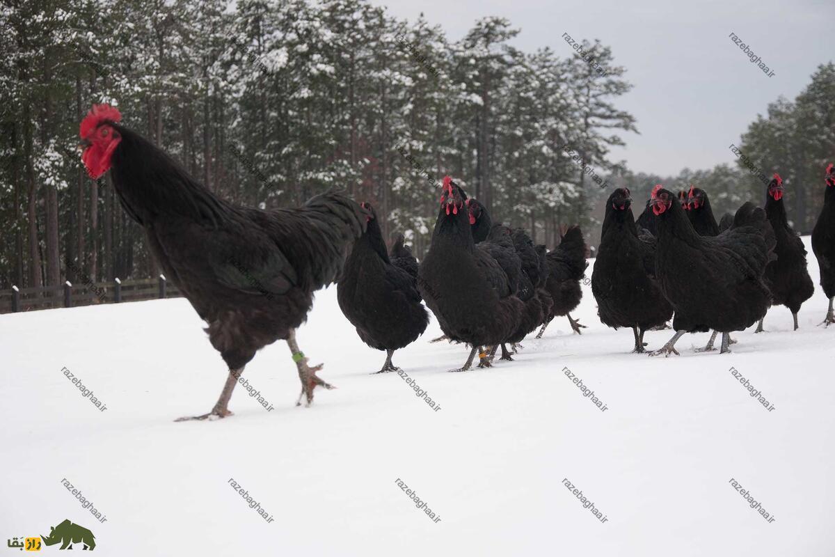 خروس جرسی جاینت؛ خروس غولپیکری که خوشمزهترین گوشت دنیا را دارد! چند عدد خروس جرسی جاینت مشکی درحال دویدن روی برف