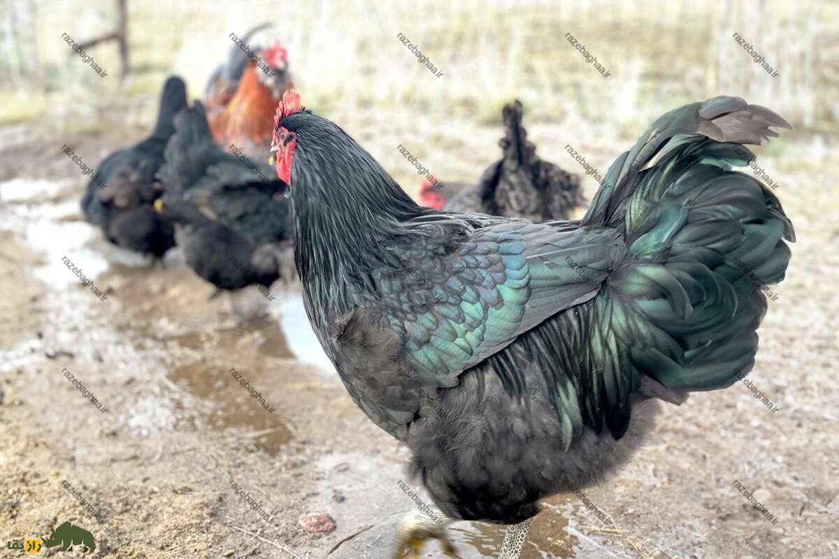 خروس جرسی جاینت؛ خروس غولپیکری که خوشمزهترین گوشت دنیا را دارد! خروس جرسی جاینت سبز رنگ در گل و لای