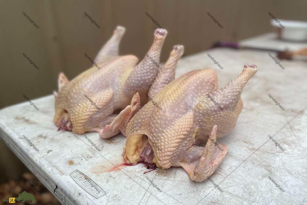 خروس جرسی جاینت؛ خروس غولپیکری که خوشمزهترین گوشت دنیا را دارد! خروس جرسی جاینت؛ خروس غولپیکری که خوشمزهترین گوشت دنیا را دارد!