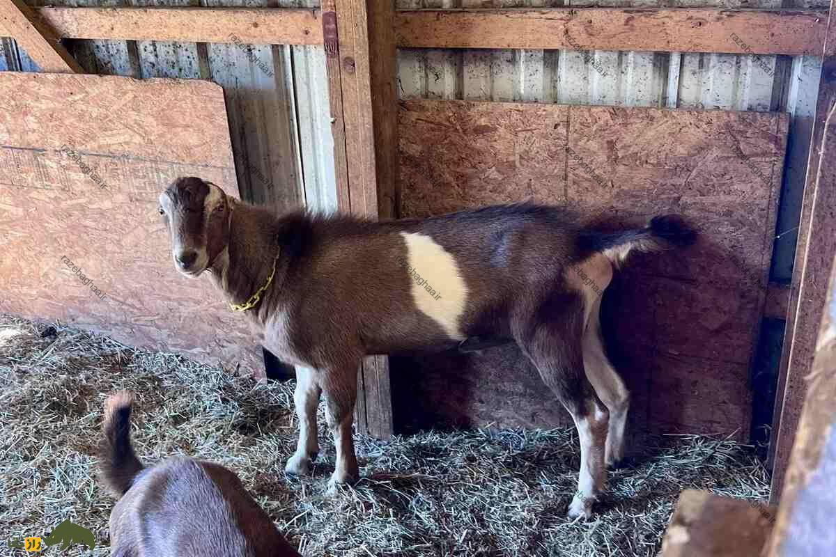 بز لامانچا آمریکایی قهوه‌ای با لکه سفید در مزرعه