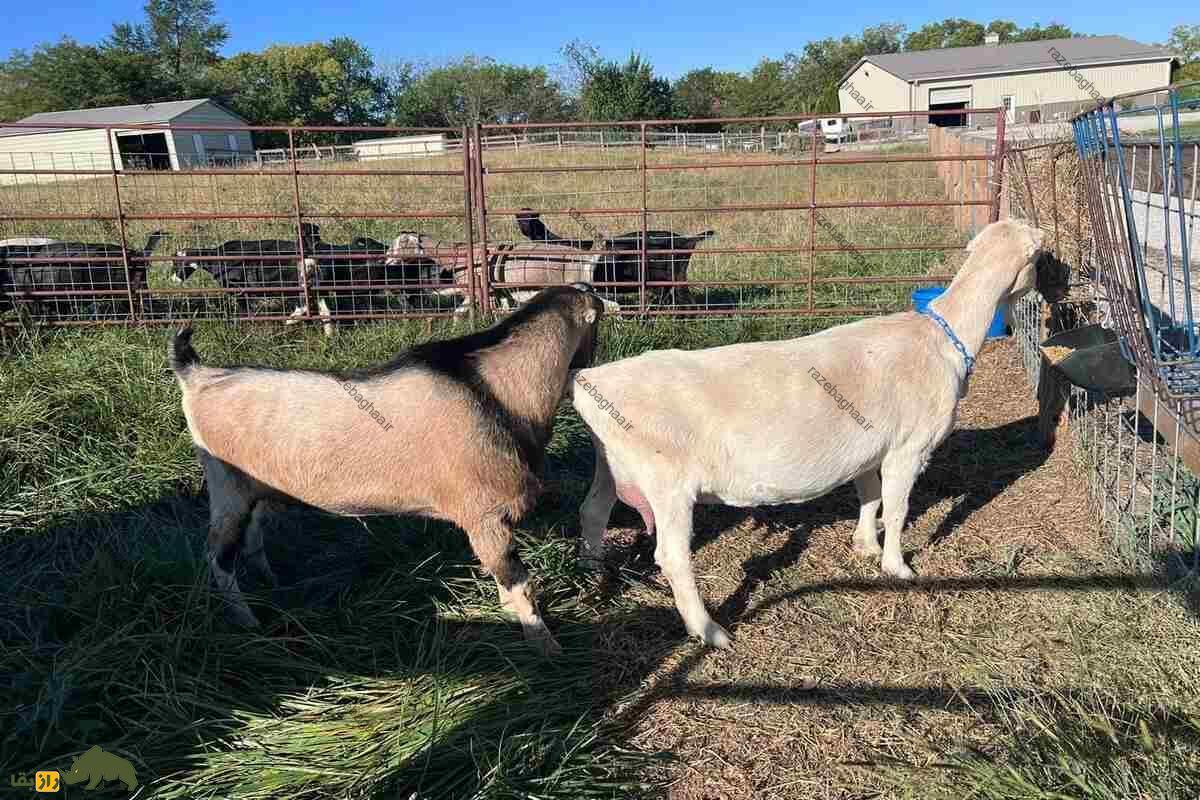 بز لامانچا آمریکایی نر و ماده در یک مزرعه