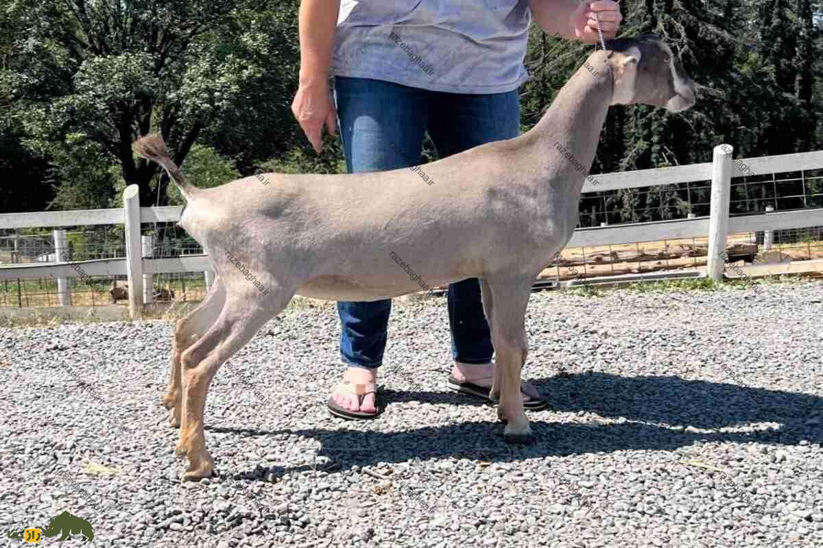 بز لامانچا آمریکایی قهوه‌ای در دست یک مرد