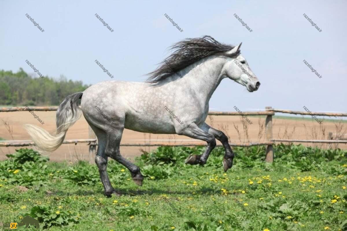 اسب تالشی، نژادی پرقدرت و اصیل که میراثدار اسب کوروش کبیر است! اسب تالشی خاکستری در حال دویدن روی چمن سبز