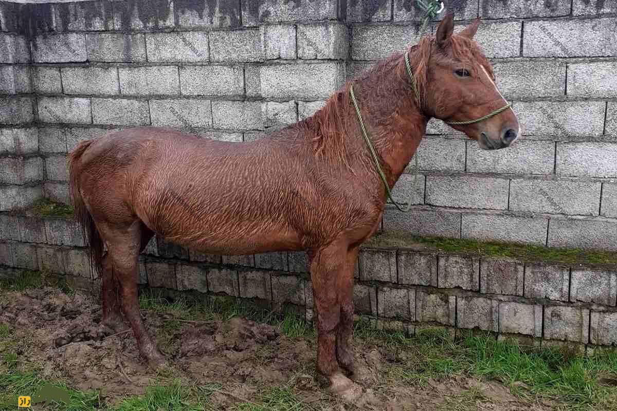 اسب تالشی، نژادی پرقدرت و اصیل که میراثدار اسب کوروش کبیر است! اسب تالشی قهوه اب رنگ کنار یک دیوار