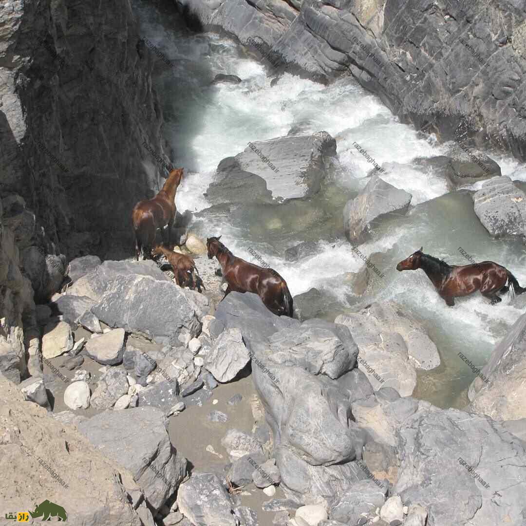 اسب وحشی لرستان؛ اسب باستانی معروف به «کوهنورد» که عاشق زمینهای ناهموار است تعدادی اسب وحشی لرستان در درههای صعب العبور لرستان