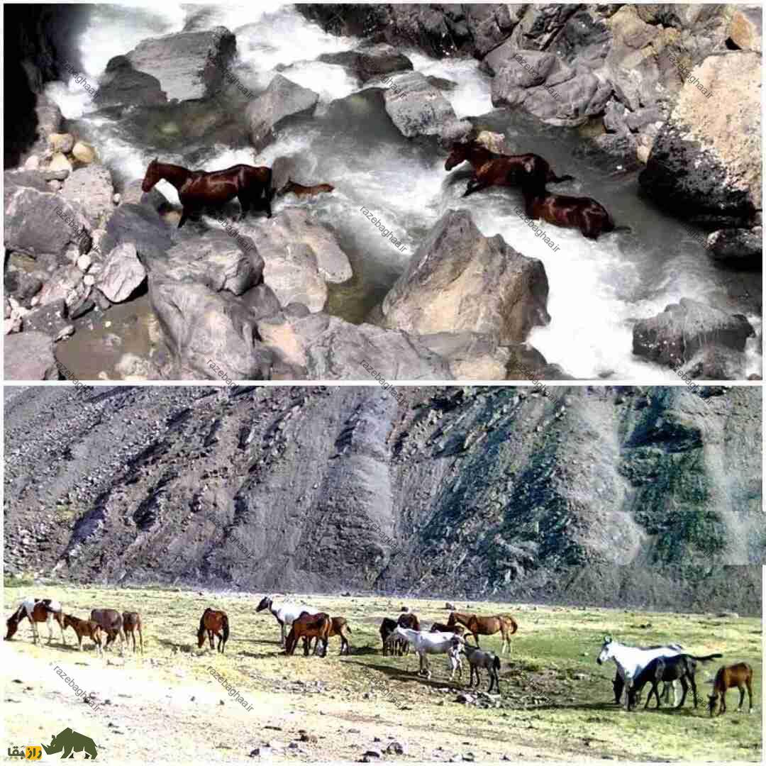 اسب وحشی لرستان؛ اسب باستانی معروف به «کوهنورد» که عاشق زمینهای ناهموار است اسب وحشی لرستان در حال چرا در کنار رودخانه و عبور از صخرههای کوهستانی