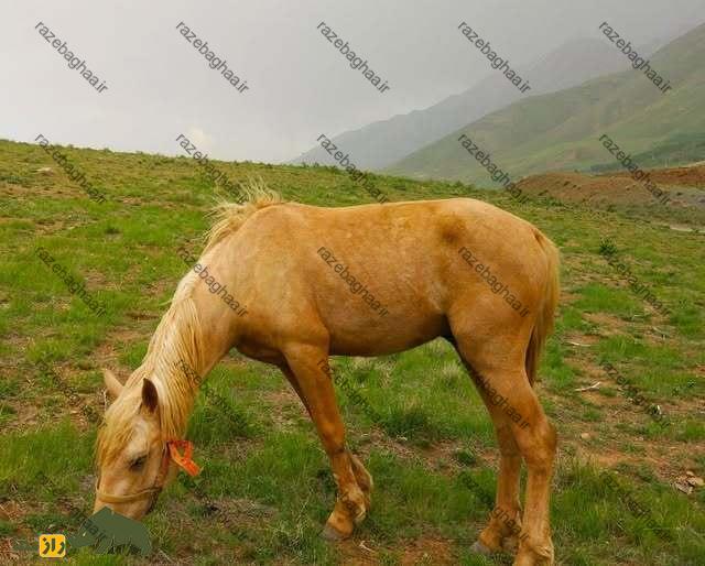 اسب وحشی لرستان؛ اسب باستانی معروف به «کوهنورد» که عاشق زمینهای ناهموار است اسب وحشی لرستان در حال چرا در دشت
