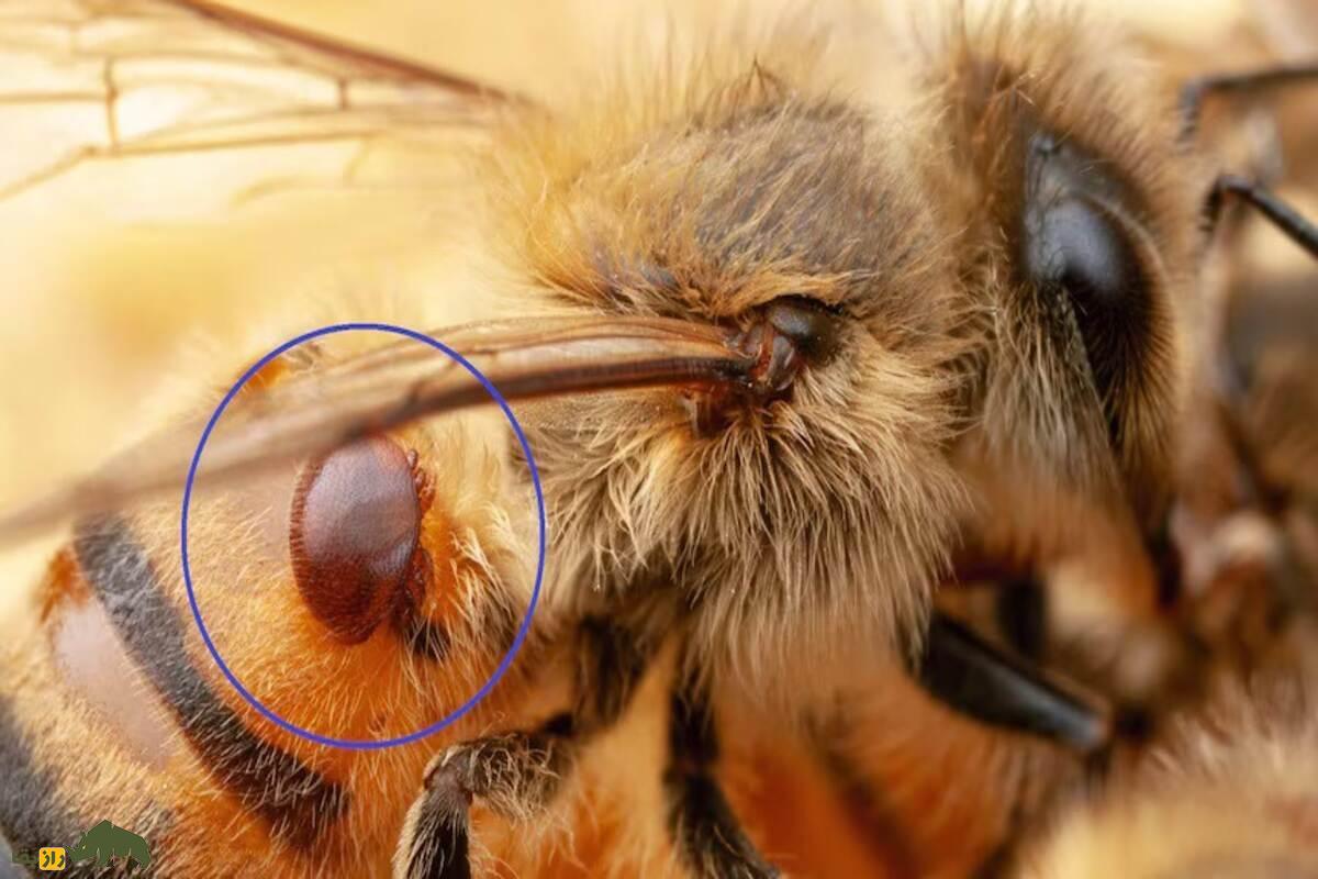 زنبور عسل ژاپنی زنبور عسل ژاپنی