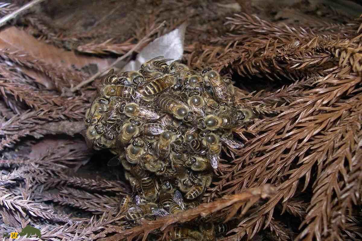 زنبور عسل ژاپنی زنبور عسل ژاپنی
