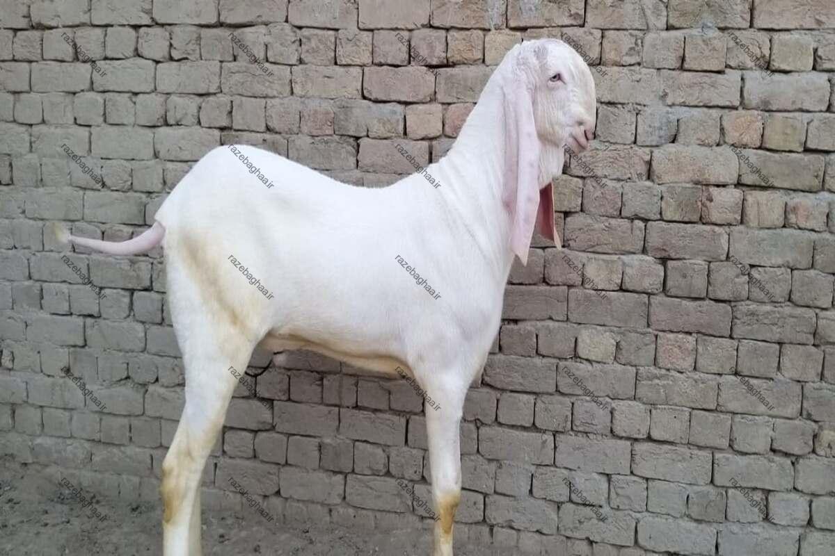 بز راجانپوری؛ غول جذاب پاکستانی با شاخهای منحصربهفرد و ارزشمندترین نژاد دام جنوب آسیا بز راجانپوری سفید رنگ نر ایستاده کنار یک دیوار