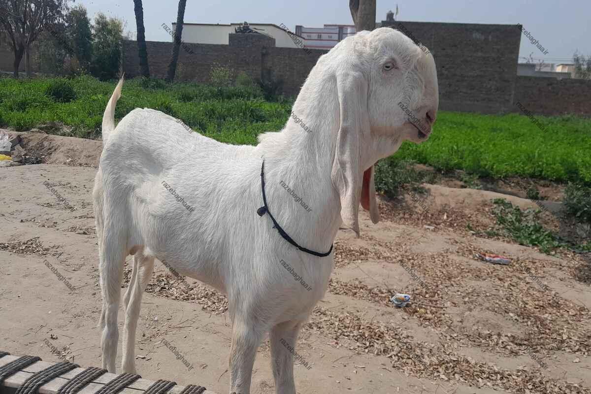 بز راجانپوری؛ غول جذاب پاکستانی با شاخهای منحصربهفرد و ارزشمندترین نژاد دام جنوب آسیا بز راجانپوری سفید نر ایستاده در جاده خاکی کنار مزرعه سبز رنگ