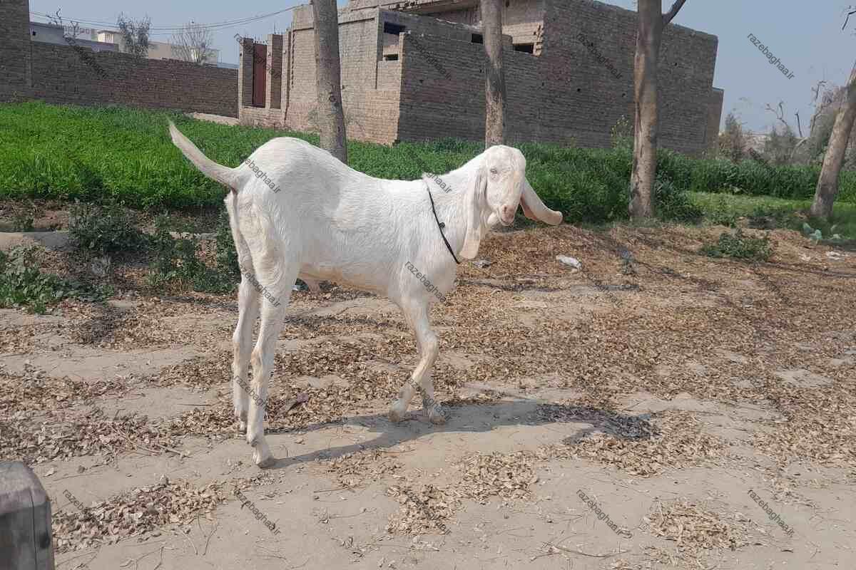 بز راجانپوری؛ غول جذاب پاکستانی با شاخهای منحصربهفرد و ارزشمندترین نژاد دام جنوب آسیا بز راجانپوری سفید نر ایستاده در جاده خاکی کنار یک مزرعه سبز رنگ و یک خانه