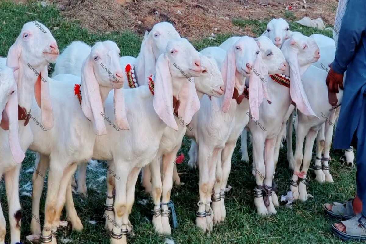 بز راجانپوری؛ غول جذاب پاکستانی با شاخهای منحصربهفرد و ارزشمندترین نژاد دام جنوب آسیا تعداد زیادی بز راجانپوری ماده سفید رنگ ایستاده در یک ردیف بر روی چمن سبز رنگ