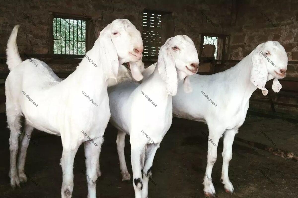 بز راجانپوری؛ غول جذاب پاکستانی با شاخهای منحصربهفرد و ارزشمندترین نژاد دام جنوب آسیا سه عدد بز راجانپوری سفید رنگ در یک ردیف در آغول
