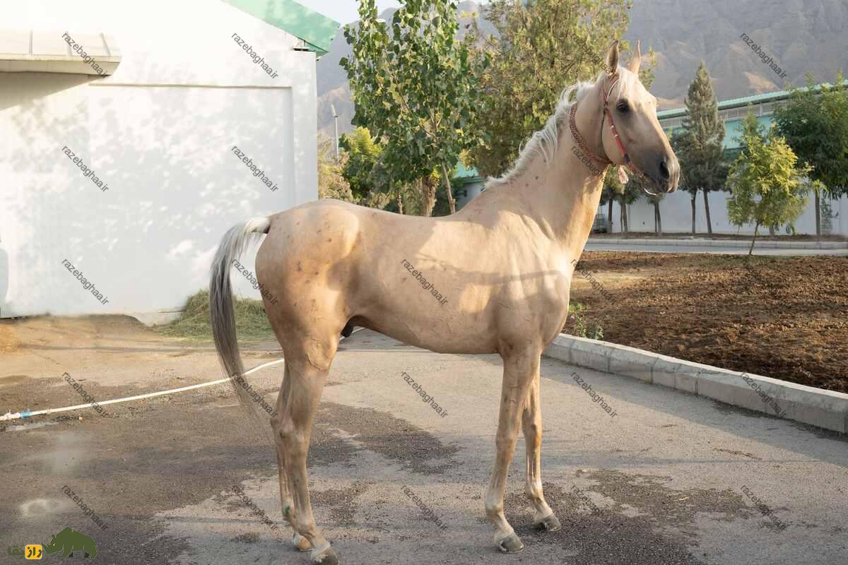اسب یومود؛ با استقامتترین اسب دنیا که ۸۰۰ کیلومتر را در ۷ روز طی میکند! اسب یومود؛ با استقامتترین اسب دنیا که ۸۰۰ کیلومتر را در ۷ روز طی میکند!
