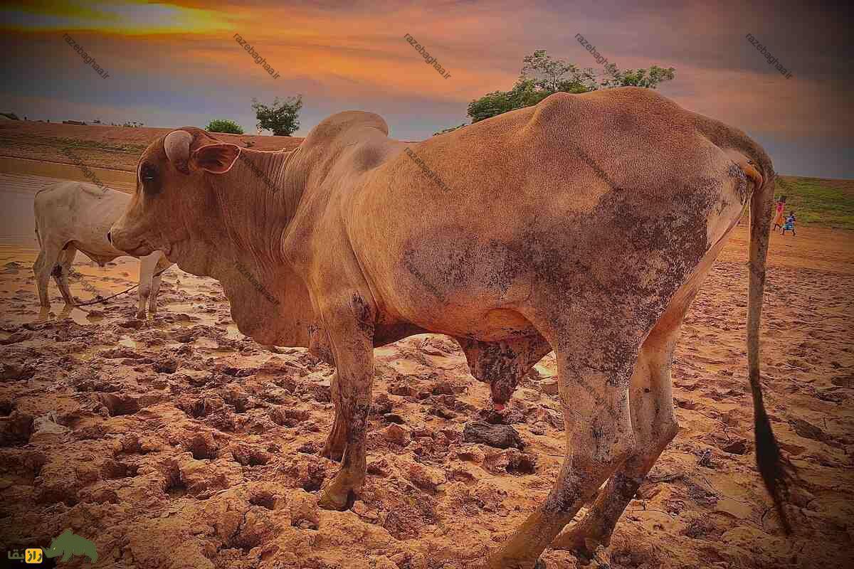 گاو سوکوتو؛ بزرگترین و سرسختترین گاو دنیا که آب نمیخورد! گاو سوکوتو؛ بزرگترین و سرسختترین گاو دنیا که آب نمیخورد!