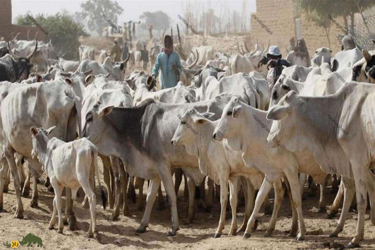 گاو سوکوتو؛ بزرگترین و سرسختترین گاو دنیا که آب نمیخورد! گاو سوکوتو؛ بزرگترین و سرسختترین گاو دنیا که آب نمیخورد!