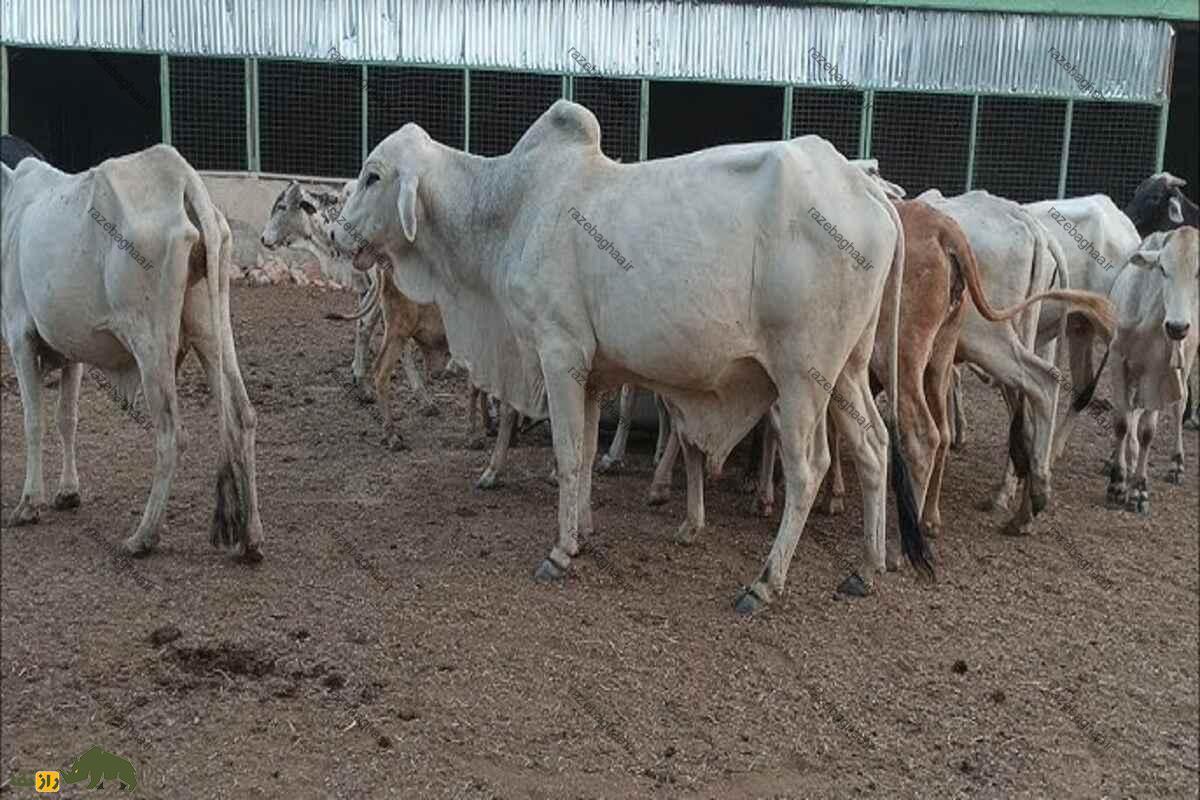 گاو سوکوتو؛ بزرگترین و سرسختترین گاو دنیا که آب نمیخورد! گاو سوکوتو؛ بزرگترین و سرسختترین گاو دنیا که آب نمیخورد!