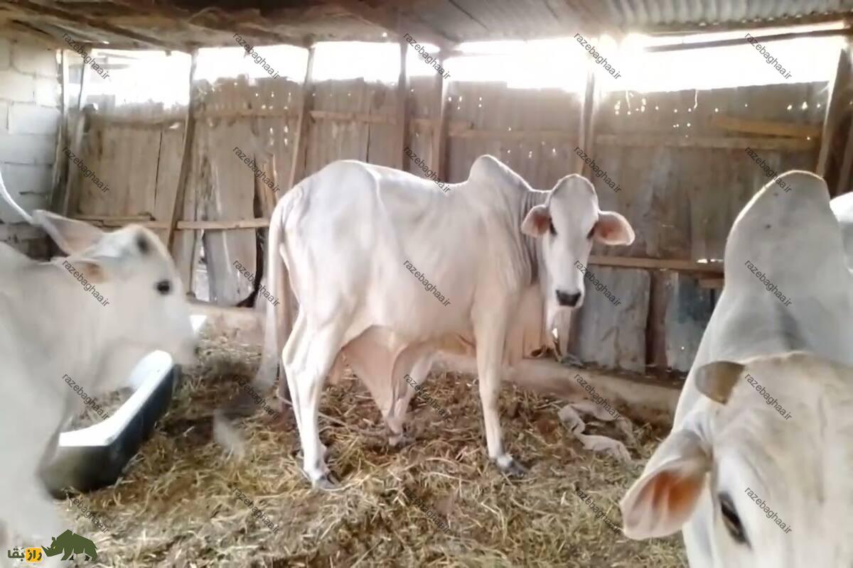 گاو سوکوتو؛ بزرگترین و سرسختترین گاو دنیا که آب نمیخورد! گاو سوکوتو؛ بزرگترین و سرسختترین گاو دنیا که آب نمیخورد!