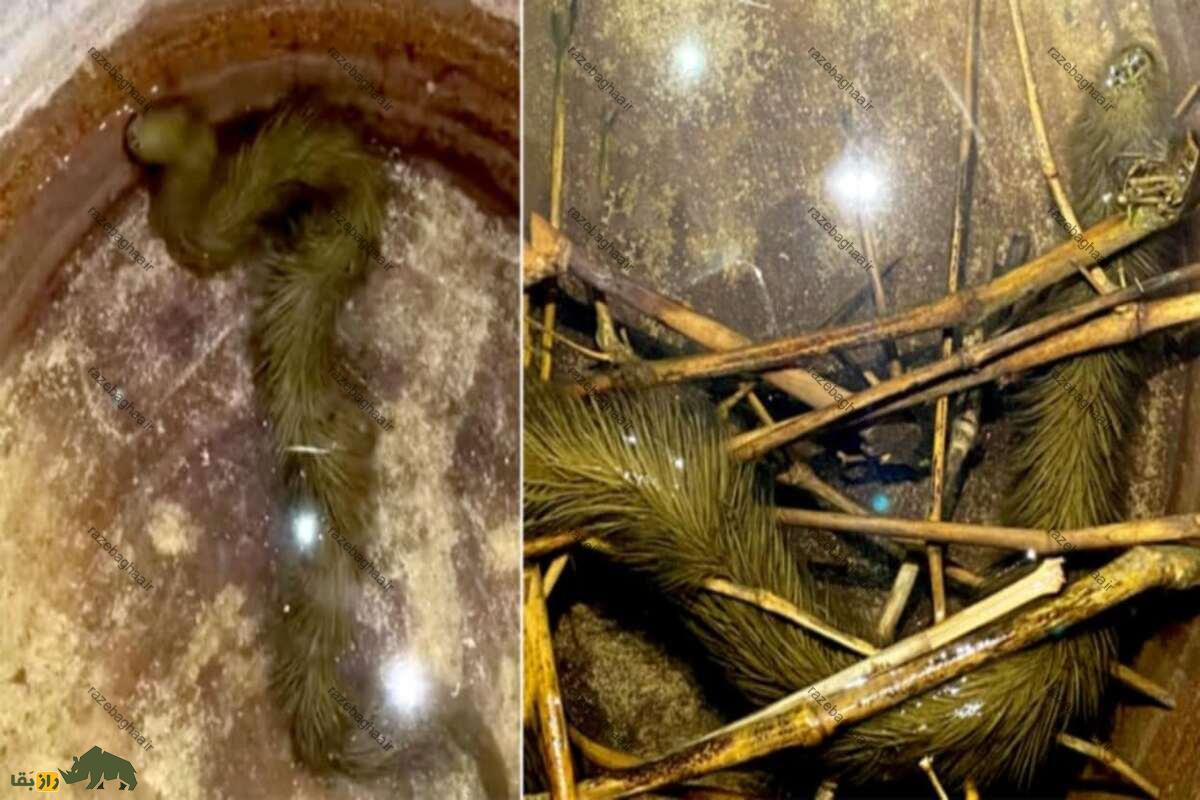 کشف عجیب دانشمندان؛ پیدا شدن مار پشمالو در تایلند