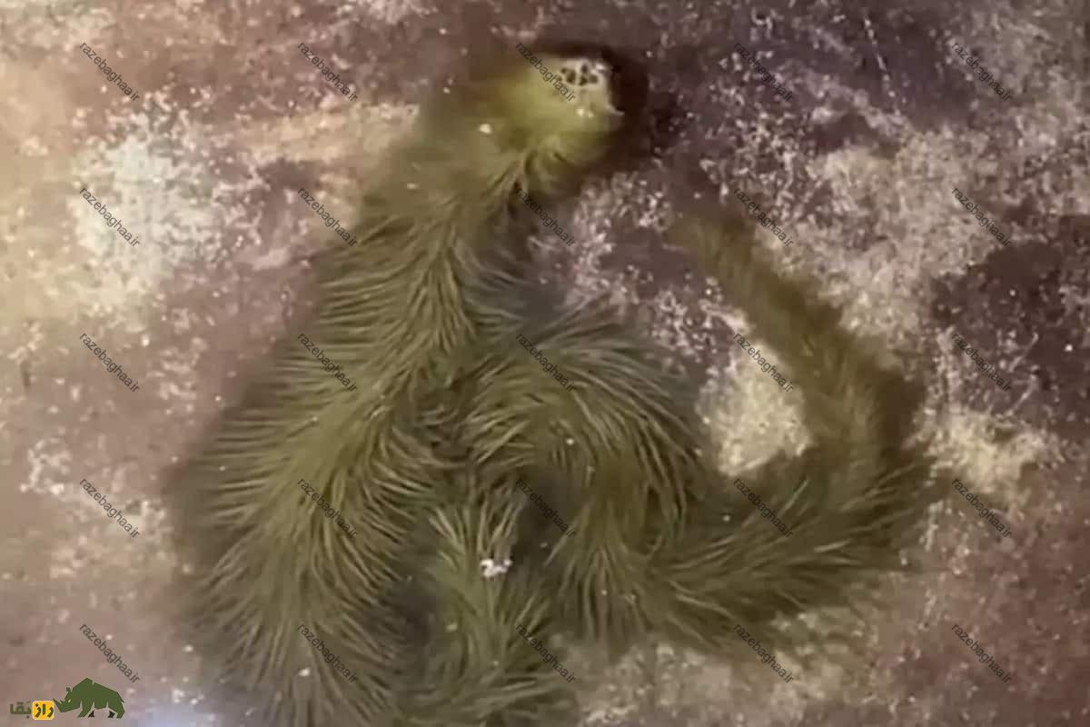 کشف عجیب دانشمندان؛ پیدا شدن مار پشمالو در تایلند