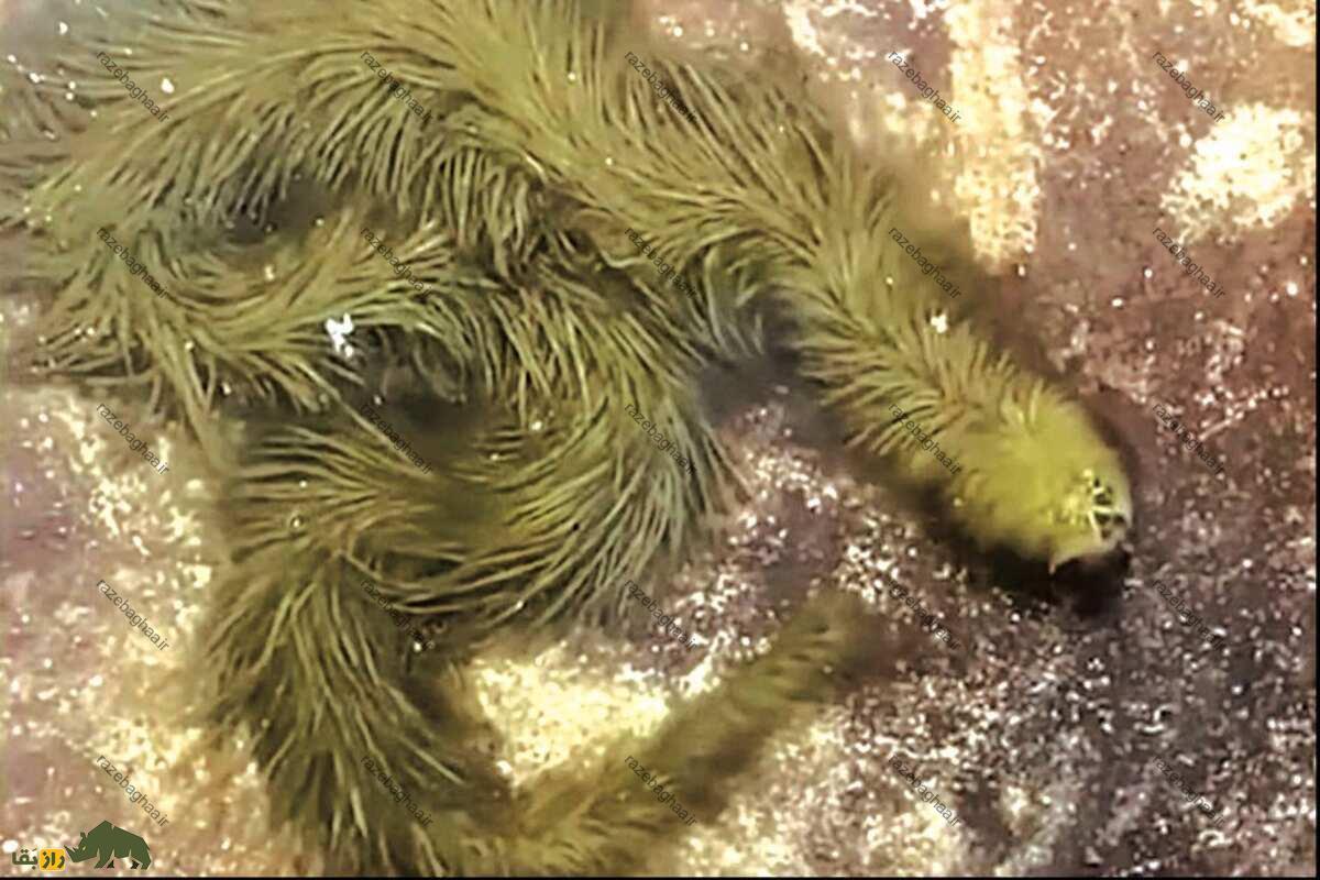 کشف عجیب دانشمندان؛ پیدا شدن مار پشمالو در تایلند