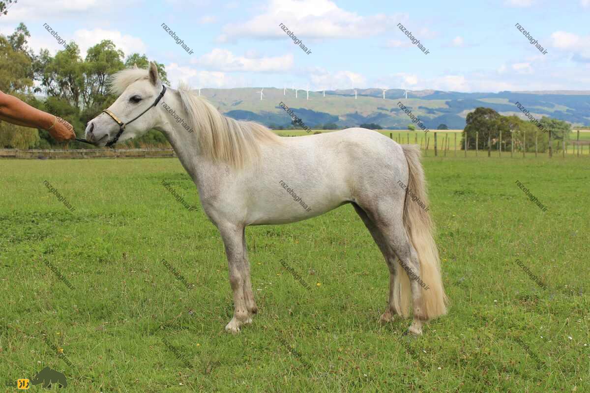 اسب مینیاتوری آمریکایی؛ اسب کوچک آمریکایی که شبیه اسب عرب است! اسب مینیاتوری آمریکایی؛ اسب کوچک آمریکایی که شبیه اسب عرب است!