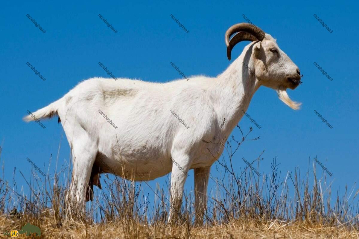 بز عنکبوتی بز عنکبوتی