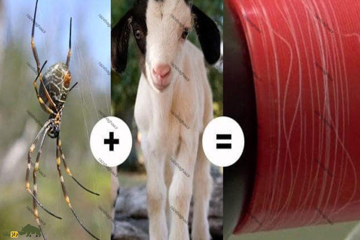 بز عنکبوتی بز عنکبوتی
