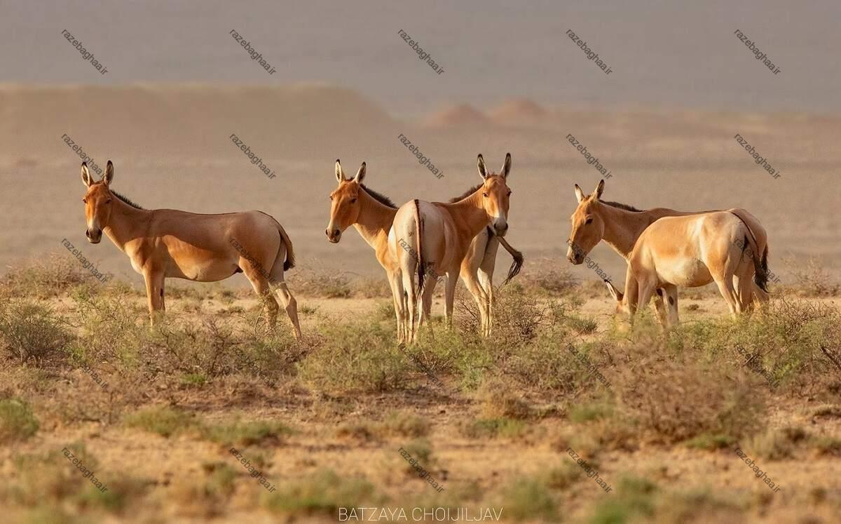 خولان؛ خر مغولی معروف به «مهندس بیابان» که چاه آب حفر میکند و ۷۰ کیلومتر در ساعت میدود خولان؛ خر مغولی معروف به «مهندس بیابان» که چاه آب حفر میکند و ۷۰ کیلومتر در ساعت میدود