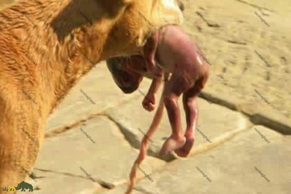 داستان شگفت‌انگیز نجات یک نوزاد توسط سگ خیابانی در گوالیار