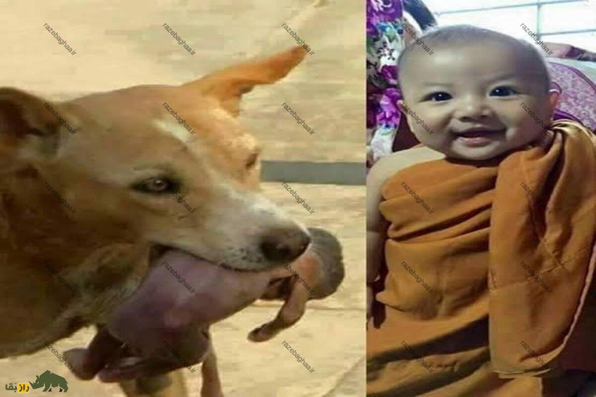 داستان شگفت‌انگیز نجات یک نوزاد توسط سگ خیابانی در گوالیار